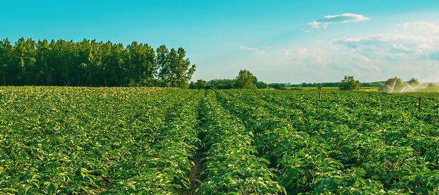 대규모 작물 재배지